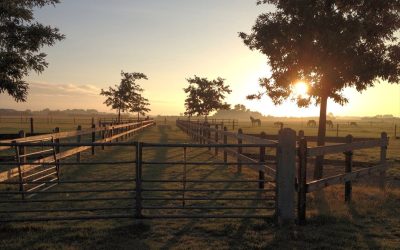 Camping Hakehoeve Ellemeet Schouwen-Duiveland Zeeland